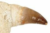 Mosasaur Jaw Section with Four Teeth - Morocco #189997-8